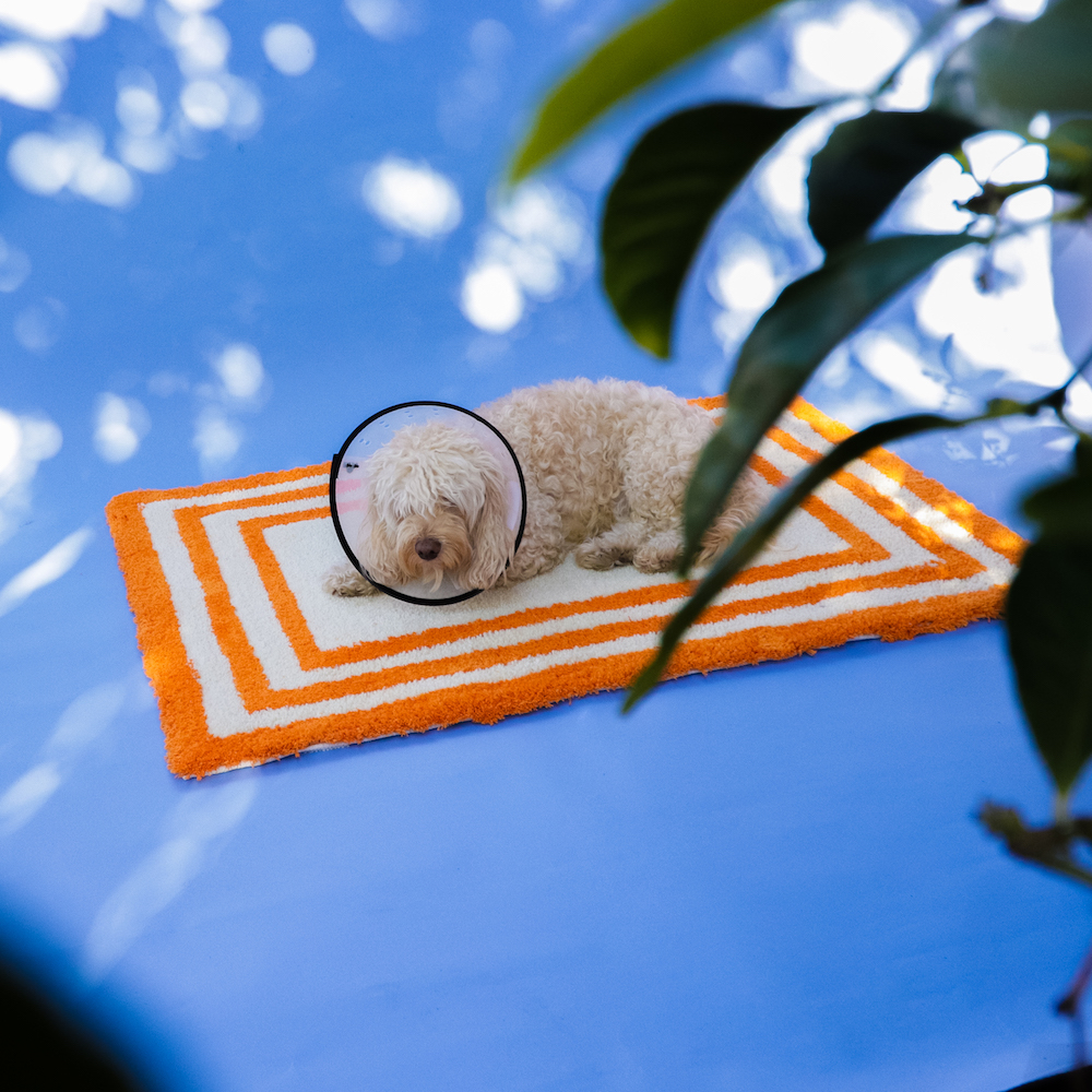 Dog laying on top of white and orange rug